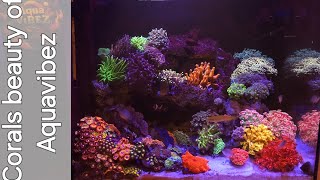 Corals beauty of Aquavibez trending youtubevideo viralvideo video Corals saltwateraquarium [upl. by Blight]