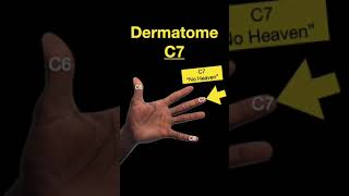 Testing Dermatomes Myotomes and DTRs shorts Part B [upl. by Aynekal986]