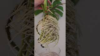 Monstera roots 🤤 monstera houseplants plantcare [upl. by Legnaleugim]