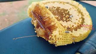 കോൽ തേൻ എടുത്താലോ Kol Theneecha honey bee [upl. by Rauscher]