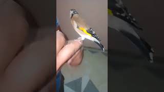 احترافية الترويض birdwatching lovebirds chardonneret birds goldfinch jilguero [upl. by Assehc]