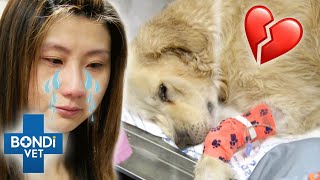 Emotional Goodbye To Dog Golden Retriever Hit By Deadly Heat Stroke 😩  Bondi Vet Clips  Bondi Vet [upl. by Anastatius]