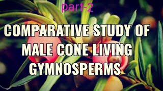 Comparative study of male cone living Gymnosperms Male cone Taxus Ephedra Gnetum [upl. by Irim442]