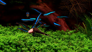 Aquascape quotPanorama Dreamquot  May 2013  Paracheirodon simulans [upl. by Suivatna]