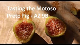 Tasting the Motoso Preto Fig  AZ 9B [upl. by Veal]