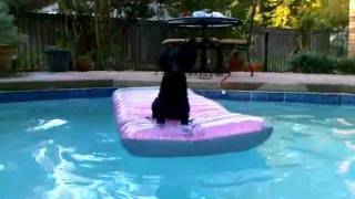 Curly Coated Retriever puppy swims [upl. by Bang]