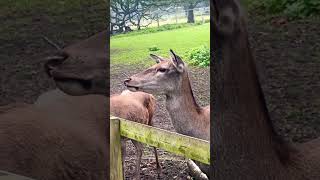 Red Deer Talking wildlife cute deer [upl. by Burley]