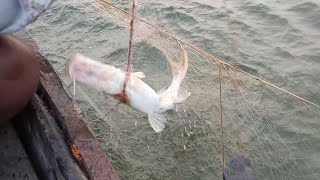 Kalanchi Fish And Singhar Fish Catching with net 🐋🐠🐟 Fishing For Fun 🐠 Fishing with net 🎣 [upl. by Jarvis]