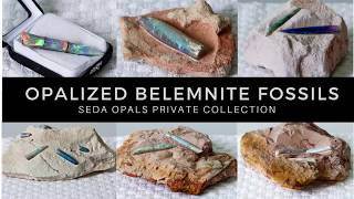 What are Opalized Belemnite Fossils [upl. by Ahsen604]