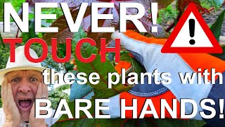 Never Touch these Plant with Bare Hands or Skin [upl. by Eelek474]