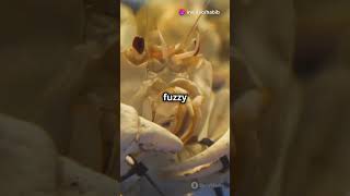 Marine Biologist Shares Shocking Yeti Crab Discovery [upl. by Strawn172]