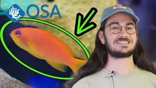 All About Anthias [upl. by Irisa]