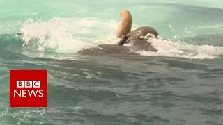 Elephant found swimming 16km out to sea  BBC News [upl. by Ecnaled48]