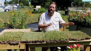 Get It Growing Choosing the right turfgrass for your lawn [upl. by Annahahs]