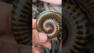 Giant Millipede Closeup millipedeexplore millipedes cute [upl. by Zizaludba]