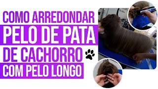 COMO ARREDONDAR PELO DE PATA DE CACHORRO COM PELO LONGO  JUNIOR BORJA [upl. by Niall]