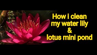 Small water pond of water lily and lotus full cleaning process at home Part 2 [upl. by Haleemak]