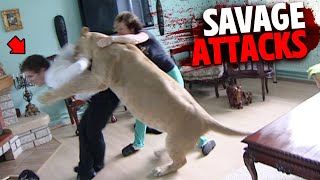 The Most SAVAGE Big Cat Attacks MARATHON [upl. by Ahsieyt]