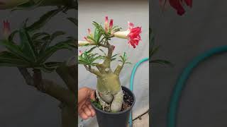 Este enxerto adenium marly tá ficando top [upl. by Mattheus]