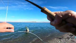 Pyramid Lake Fly Fishing 23lb Midge Eating Lahontan Cutthroat using an Indicator Setup [upl. by Llezo]