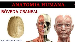 Bóveda Craneal  Anatomía Humana en Odontología [upl. by Leirbag]