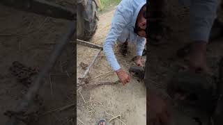 sangle tot gae⛓️‍💥🥵 punjabi agriculturesystem punjabi punjabagriculture farmer [upl. by Brink]