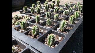 Potting on my San Pedro Cactus Trichocereus pachanoi x Scopulicola Cactus Seedlings [upl. by Gnouv]