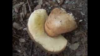 EL BUSCADOR DE SETAS CAP 8 BOLETUS AEREUS [upl. by Sokcin]