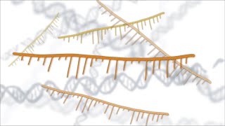 Fixing Genes with Antisense Oligonucleotides ASOs [upl. by Almeeta631]