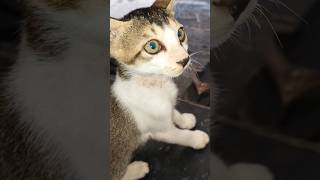 My Cute Little Cat 😺 kittey shorts shortvideo cutecat [upl. by Ayim]