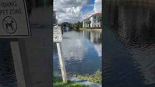 Natural beauty of Florida 🦢 nature birds florida orlando miami [upl. by Ativel]