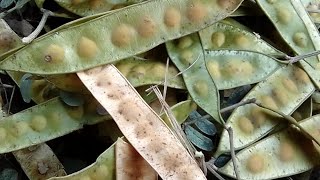 Albizia Lebbeck Tree Seeds [upl. by Ytsihc]