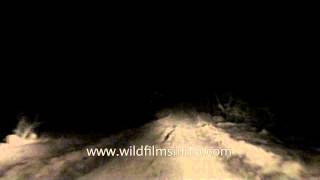 Night safari in Satpura National Park Madhya Pradesh [upl. by Gaylor771]