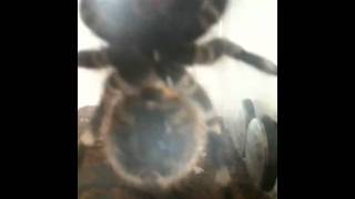 This video is for jon3800 and tarantula addict and a shock [upl. by Evanne]