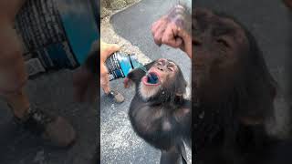 Powerade Monkeydrinking in slow motion shorts [upl. by Fotzsyzrk947]