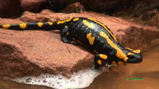 FeuersalamanderLebendgeburt Fire Salamander birth Salamandra Spessart [upl. by Deanna]