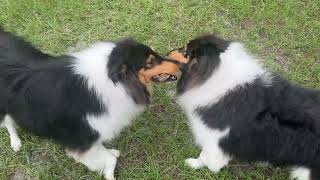 Two Sibling Collies Playing With a Stick [upl. by Austen]