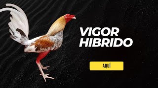 Descubre el Vigor Híbrido La CLAVE para Gallos Más FUERTES y SALUDABLES [upl. by Rosabelle]