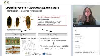 Vectors of Xylella fastidiosa in Europe – Life history and transmission biology  webinar [upl. by Llimaj]