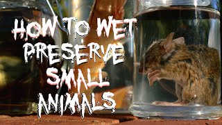 How to Wet Preserve Small Animals [upl. by Naples]