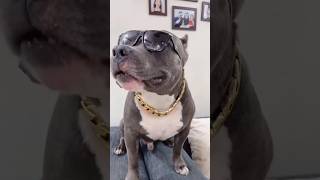 Cute dog showed dog 🐶shortvideo youtubeshort funny [upl. by Llorrac]