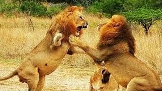 superbe combat entre lions [upl. by Lowson]