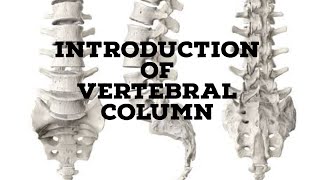 Vertebral column introduction [upl. by Joane21]