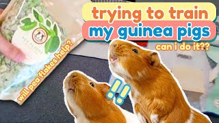 Training My Guinea Pigs for the Olympics  GuineaDad [upl. by Draneb85]