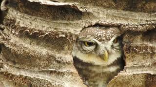 Spotted Owlet [upl. by Ecnadnac]