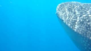 Whale Shark First Dive [upl. by Mccarthy]