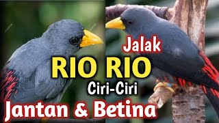 Jalak Rio Rio Jantan dan Betina Grosbeak Starling [upl. by Eelsnia]