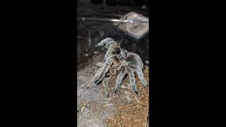 Grammostola rosea NCF porteri Pairing [upl. by Nepil]