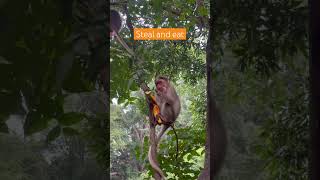 Monkey steal stories monkey monkeyfunnyvideos monkeybaby shorts comedy [upl. by Nosnorb380]