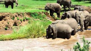 Elephant calf river rescue © Sandy Gelderman [upl. by Enawd230]